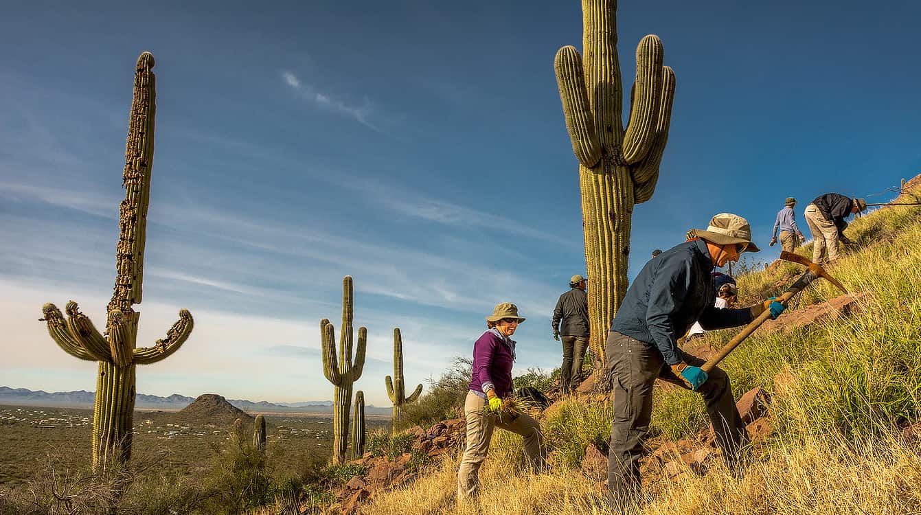 The Sonoran Desert Weedwackers Volunteers Tucson | Places for Teens to Volunteer in Tucson