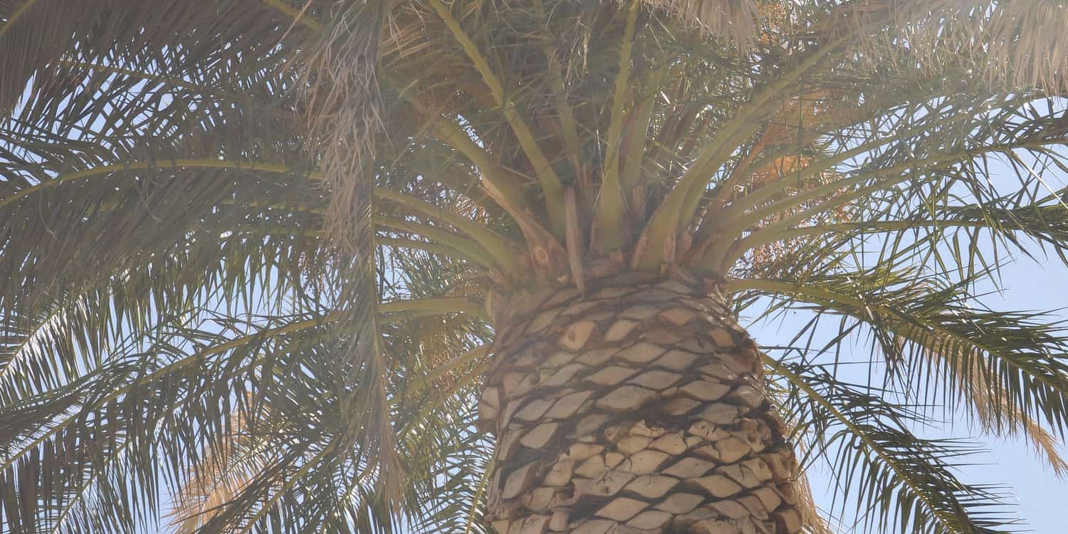 Palm Tree Sunshine Tucson | 45 Reasons to Move to Tucson