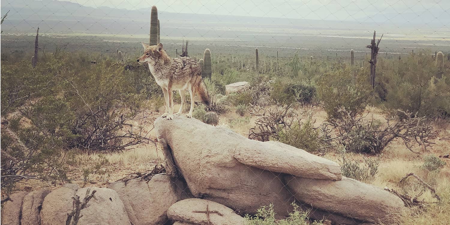 desert museum natural disasters Tucson Arizona | 45 Reasons to Move to Tucson