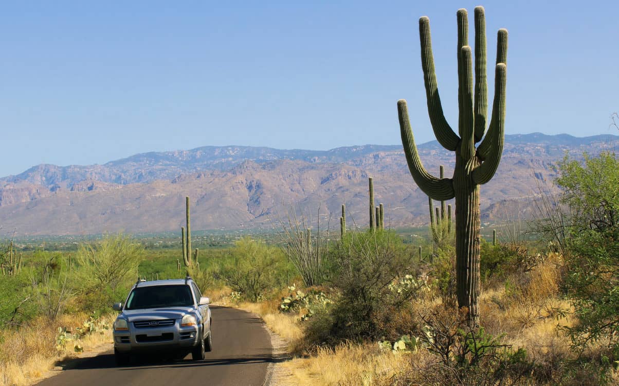 Cactus Forest Drive Saguaro National Park East Tucson | Saguaro National Park - Attraction Guide