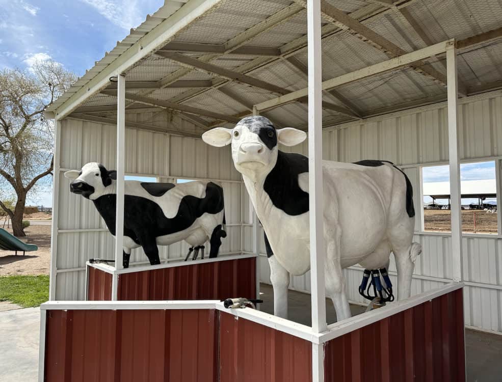 Cows Milking Shamrock Farms Tour Field Trip Arizona | Shamrock Farms | Farm Tours & Field Trips
