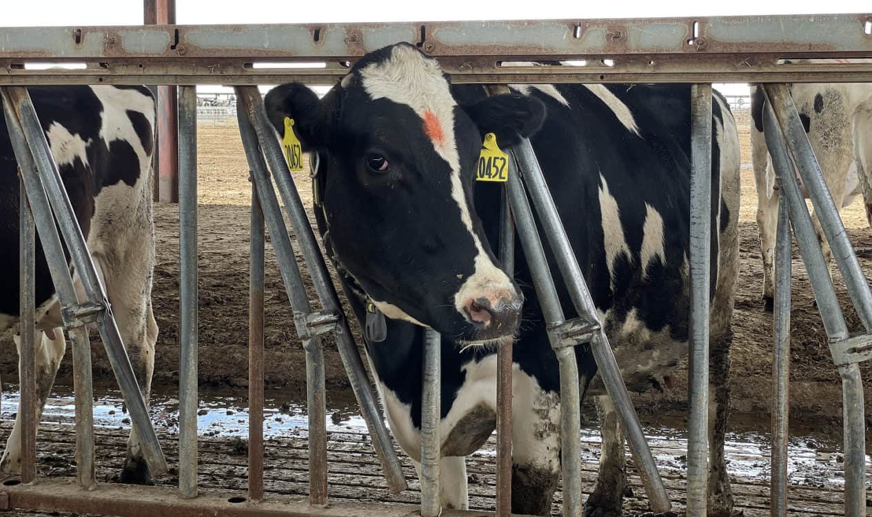 Holstein Cow Shamrock Farms Tour Arizona | Shamrock Farms | Farm Tours & Field Trips