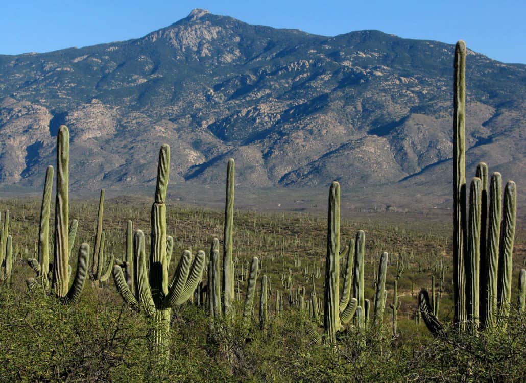 Hope Camp Trail Saguaro National Park East Tucson | Saguaro National Park - Attraction Guide