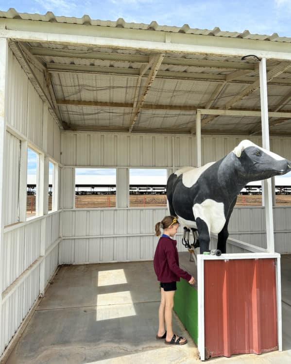 Milk A Cow Shamrock Farms Field Trip Arizona | Shamrock Farms | Farm Tours & Field Trips