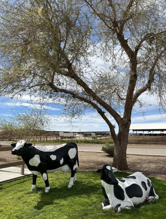 Pretend Cows Resting Play Area Shamrock Farms Field Trip Arizona | Shamrock Farms | Farm Tours & Field Trips