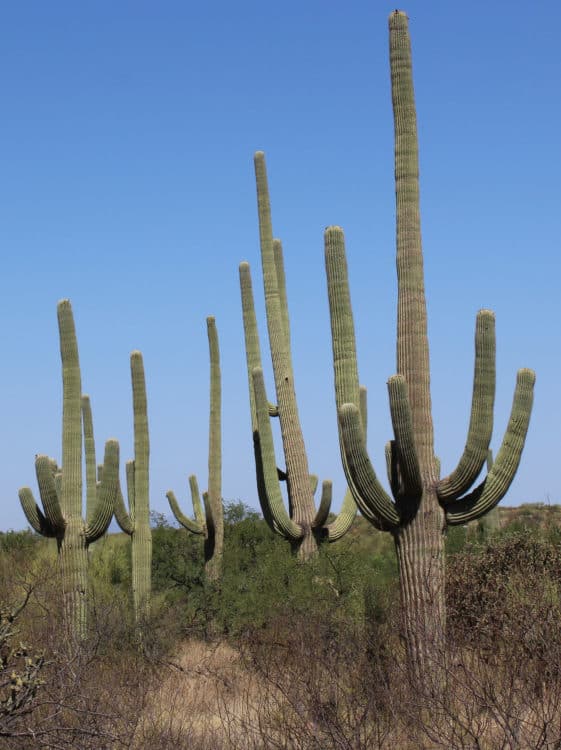 Saguaro National Park East Cactus Tucson | Saguaro National Park - Attraction Guide
