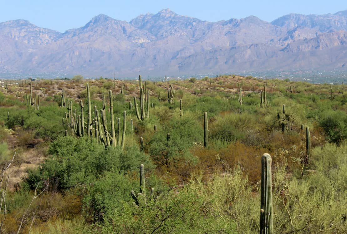 Saguaro National Park East Scenic Mountains Tucson | Saguaro National Park - Attraction Guide