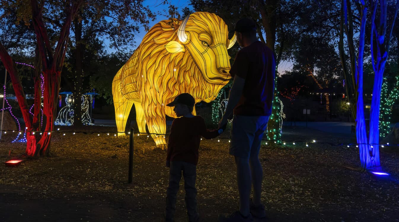 ZooLights Phoenix Zoo | Best Holiday Events in Phoenix 2023