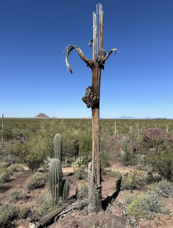 Dead Cactus Tucson Arizona | White Stallion Ranch: An All-Inclusive Vacation in Tucson
