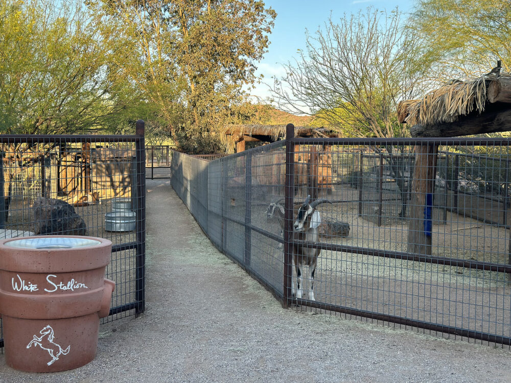 Petting Zoo White Stallion Ranch | White Stallion Ranch: An All-Inclusive Vacation in Tucson